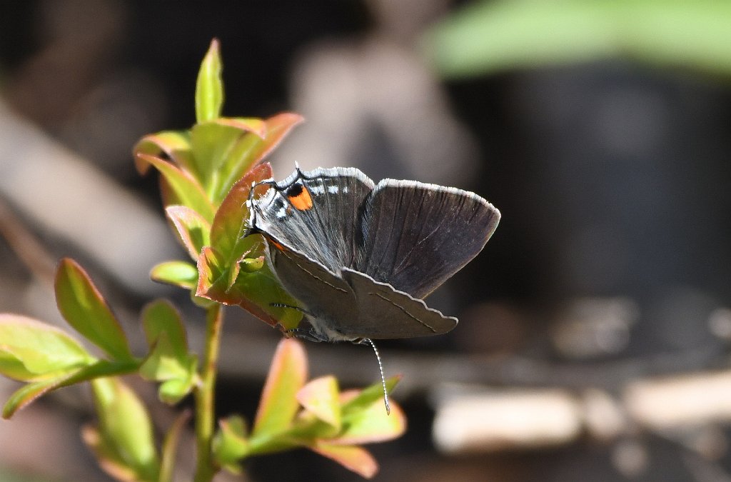 075 2018-05082128 Broad Meadow Brook, MA.JPG - Gray Hairstreak Butterfly (Strymon melinus). Broad Meadow Brook Wildlife Sanctuary, MA, 5-8-2018